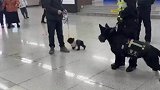 小狗偶遇警犬秒变小怂包