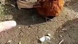 这只鸡很社会，跟着音乐进行跳动