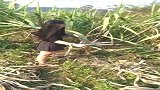 老婆来地里劈甘蔗，这技术，看着好专业