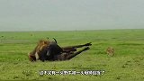 野牛被狮子捕获，怎料突然眼前黑压压一片，狮子撒腿就跑！