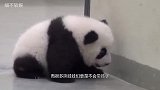 熊猫麻麻抱孩子不撒手，母子情深感动饲养员，下一秒直接甩手丢了