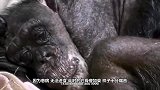 猩猩和婴儿一起长大，认为自己是人类，9个月后专家连忙终止实验