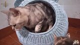 大猫趁猫妈妈不在，偷偷溜进猫窝和小奶猫玩耍！