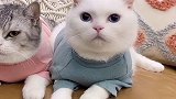 夏天一定要定期给猫咪驱虫哦，这样家里猫咪才能健健康康的驱虫  爱沃克萌宠