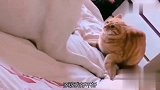 喵星人向汪星人道歉，那场面太滑稽了