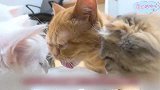冰块来喽，小猫咪们又开心又激动