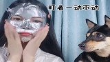 这狗子真养不起，整天要敷面膜才肯睡觉，也是没谁了！