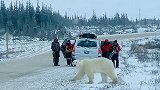 加拿大：一只野生北极熊无视围观的人群，淡定穿过马路
