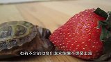 动物界这些爱偷懒的家伙，有事没事就喜欢搭个顺风车