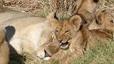 饱食后的狮子幼崽，回到母狮身旁休息