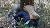 一根拐杖和背篓，背起数百斤树木