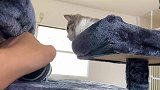 小猫总是懒洋洋的，走起路来不紧不慢，没有一点声响。