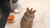 主人回家后，猫咪站着讨要亲亲，也是没谁了！