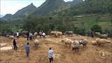 太好看了！实拍越南农村的水牛交易市场，看看越南人怎么斗水牛