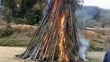 不能放鞭炮，农村大爷就烧这种植物来代替炮声！