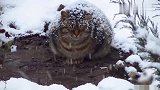 雪地里发现一只快睡着的小胖猫，是流浪猫吗