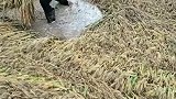 看着这一幕好心酸，农民伯伯真的太难了