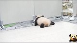 熊猫宝宝朝着一个方向匍匐前进，软糯的小身板儿萌到炸