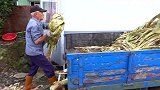 传统红糖熬制工艺，看加工过程，这才是纯天然食品！
