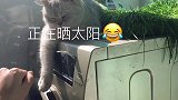 打扰猫咪睡觉，猫咪快烦死自己的铲屎官了