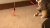 猫咪你还好意思笑，不陪我玩，害我只能自己耍自己，铲屎官好坏！
