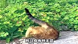 猫,等我进来你就遭老罪了！