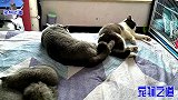 公猫和小猫躺着用脚较劲，小奶猫们在一旁打成一团，画面太欢乐了