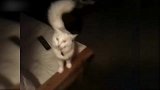 白猫看见主人回家，高兴地一下跳上桌子，真有趣！