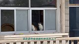 猫咪们适应新环境的速度超出预期，打造超级猫城堡计划继续进行