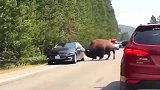 牛的体力惊人，幸亏司机大哥没有停下来，不然后果不堪设想