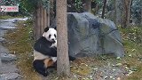 妈咪，你别把我给扔了啊 熊猫：嘘！监控正盯着我呢