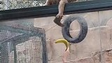 女子给猴子递香蕉，看得出你俩都尽力了