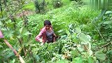 尼泊尔山区偶遇美女摘野菜，被邀请到她家做客吃饭，全是绿色食品