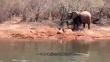 小象不慎掉入泥塘，大象妈妈一声长啸，下一秒一群大象冲了过来
