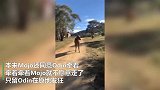 澳洲汪星人咬着绳子遛马，却不料马儿不配合，汪星人急得原地发狂