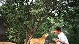 二哥带自家大黄狗去赶山，竟然喂草给狗吃，这是发生了什么？