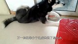 哈士奇竟当上警犬,网友:这对罪犯估计是一种侮辱!