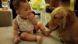 狗狗想吃宝宝手里的东西，接下来请注意宝宝的举动，看完不许笑！