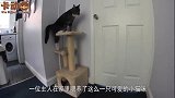 猫咪偷偷开门溜进卧室，轻手轻脚全是戏，镜头记录全过程