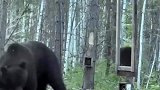 动物的疑惑行为，当黑熊第一次在镜子里看到自己时