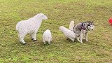 成都宠物公园