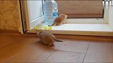 小奶猫“猎杀”小奶猫