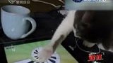 网友搞怪 宠物也玩高科技-5月16日