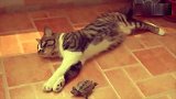 猫咪被乌龟欺负的敢怒不敢言，好伤心呐，要不是主人看着，你完了