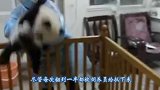 一只轻功了得的小羊，整个羊群的羊都被它踢倒过，接下来忍住别笑