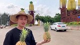 主播带你走进徐闻“菠萝的海”产地看一看，原来菠萝是这样采摘的