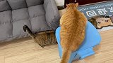 橘猫越狱时被踢了一脚，全程开始口吐芬芳，铲屎官只能耐心道歉