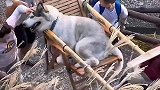 抬二哈上山，五星级的待遇