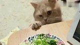 小馋猫觊觎了好久，最后还是没忍住，伸出了“魔爪”
