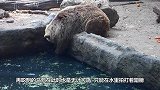 羚羊为逃脱野狗围捕，找河马帮忙，谁知这大哥太不靠谱了